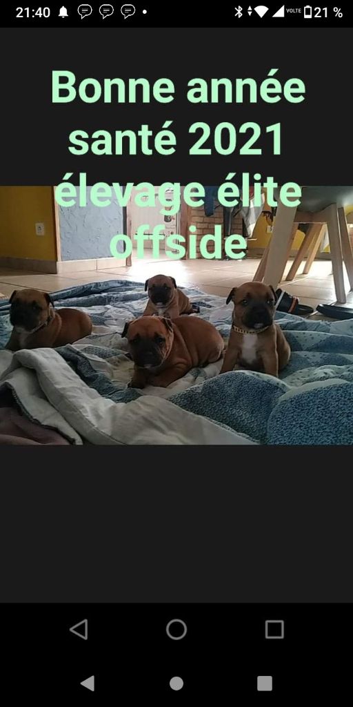 Chiot née chez nous